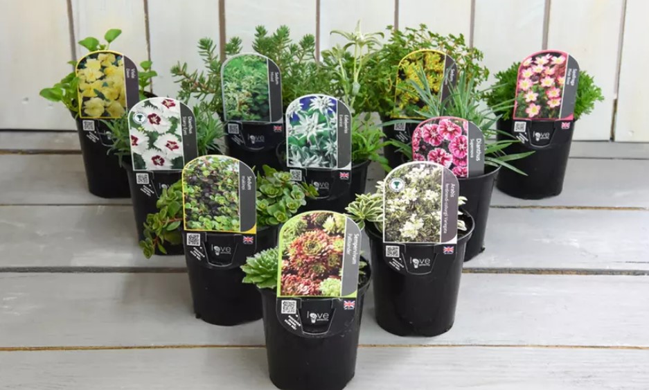Mixed Seasonal Alpine/Rockery Plants